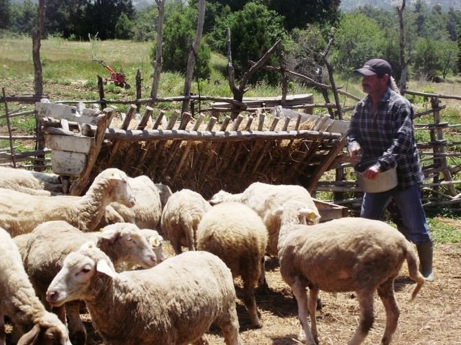Okuduğu Romanla Hayatı Değişti, Çoban Olmaya Karar Verdi