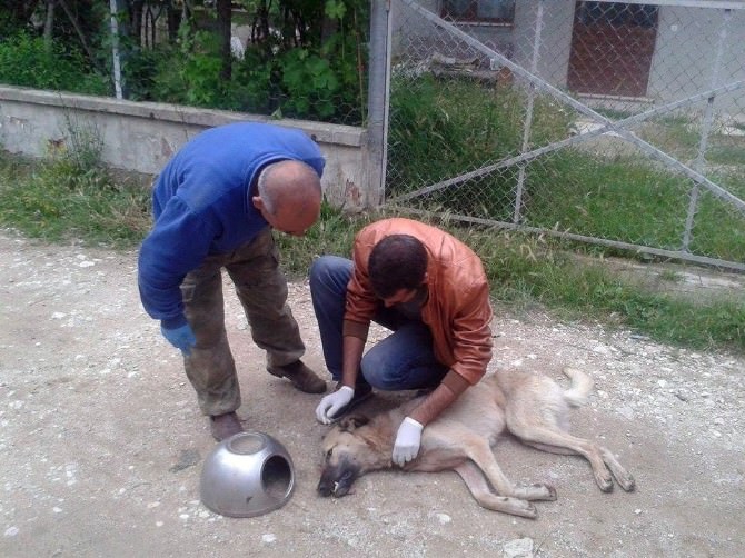Bolu’da Köpeğe Çin İşkencesi