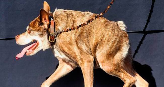 Dünyanın en çirkin köpeği: Quasi Modo