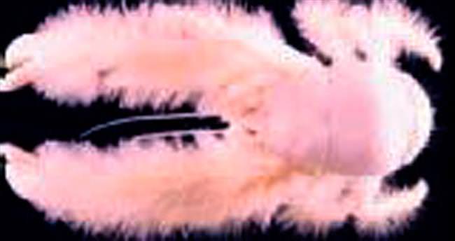 Beyaz tüylü yengeç