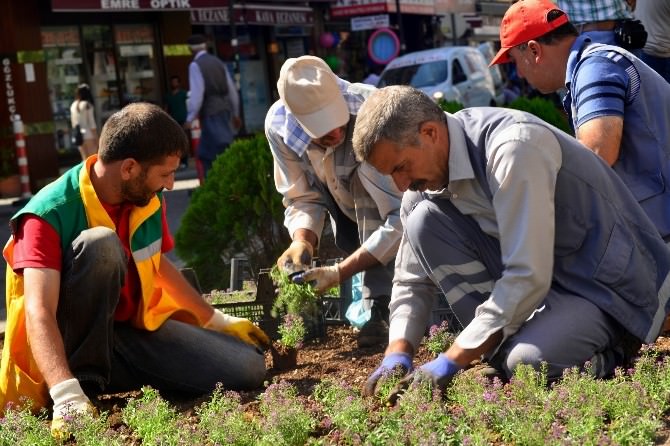 Diyarbakır’da 6 Ayda 600 Bin Mevsimlik Çiçek Ekildi