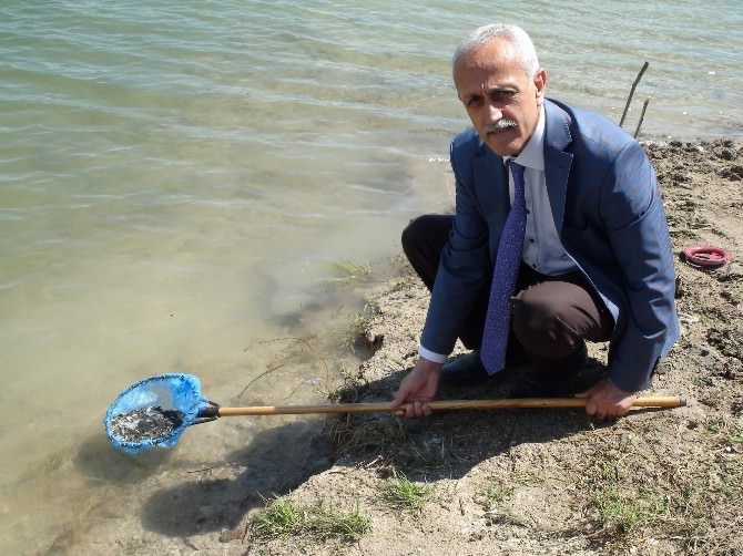 Yozgat’ta Baraj Ve 6 Gölete 100 Bin Yavru Balık Bırakıldı