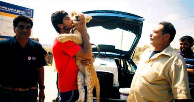 Aslan yavrularına veda