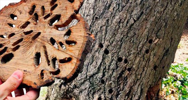 İstanbul’da ağaç yiyen böcek alarmı