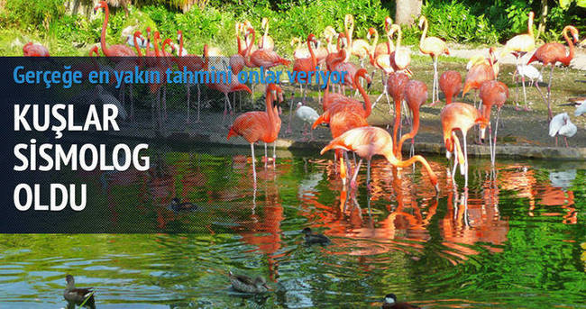 Kuşlar sismolog oldu!