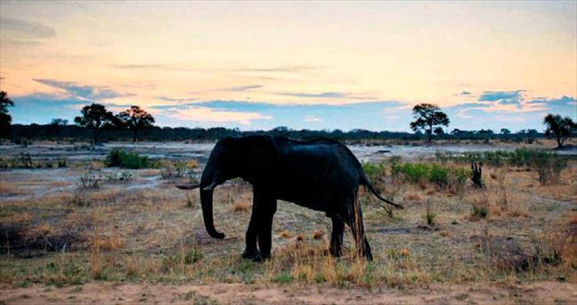 Zimbabwe 20 fili Çin’e gönderdi