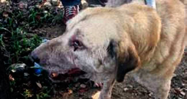 Bozulmuş etle beslenen köpekler tedavi altına alındı