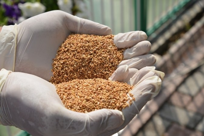 Kayseri Şeker Fabrikasında Çevreci Larvasitlerle Biyolojik Mücadele Başlatıldı