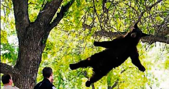 Kampustaki ağaca çıkan ayı kurtarıldı