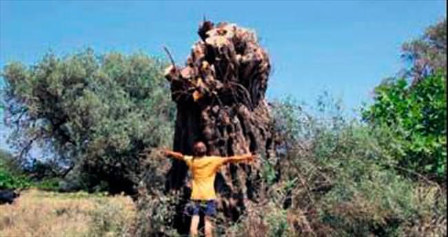 Foça’da 400 yıllık zeytin ağacı katliamı