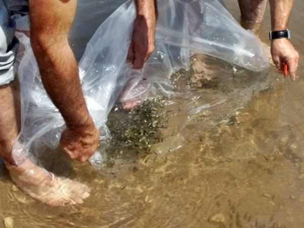 Sakarya’da Göletlere 53 Bin Sazan Balığı Yavrusu Bırakıldı