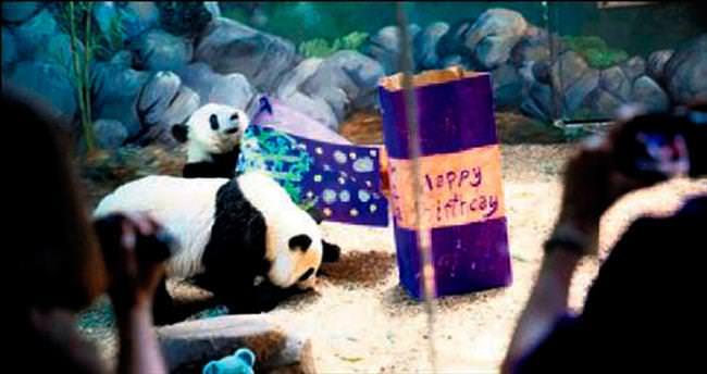 İkiz pandalar için doğum günü partisi