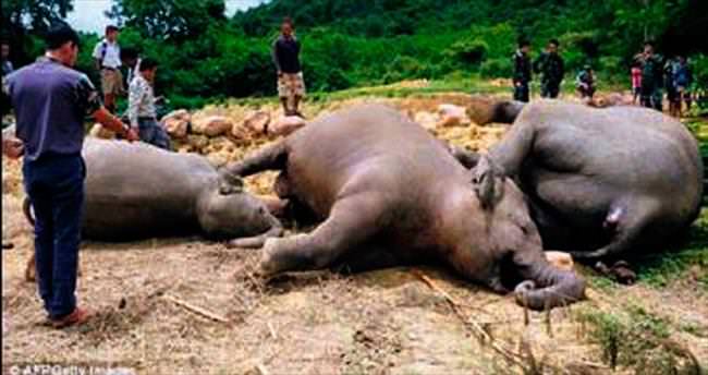 3 fili öldüren çiftçi tutuklandı