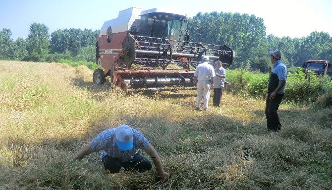 Buğday Hasadı Kontrolleri Yapılıyor
