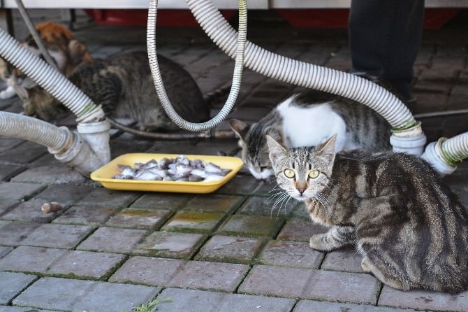 Balıkçının Önünde Bekleyen Kediler, Her Gün Ziyafet Çekiyor