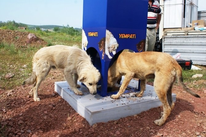 Kocaeli’de Kavurucu Sıcaklarda Sokak Hayvanları Aç Ve Susuz Kalmıyor