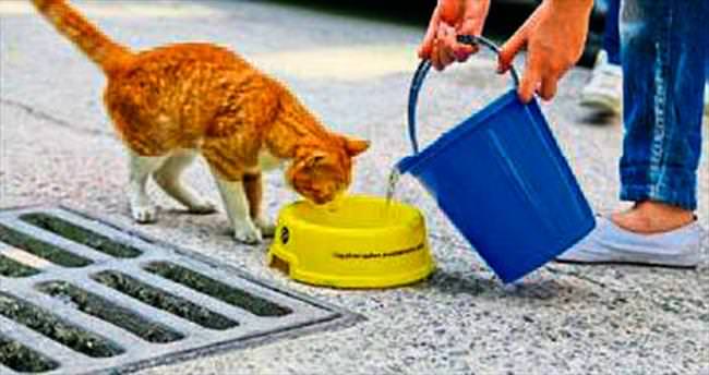 Hayvanlar için bir kap su uyarısı