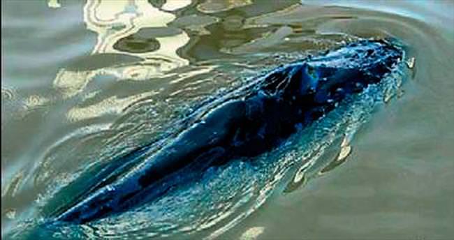 6 metrelik balina marinada sıkıştı