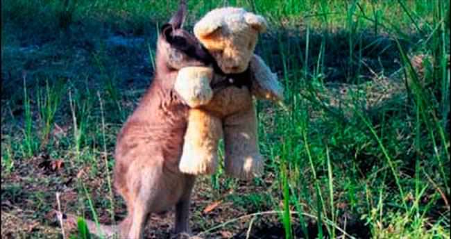Yetim kanguruya oyuncak ayı...