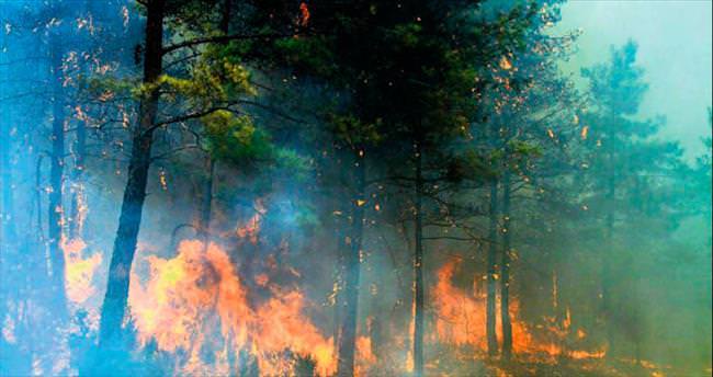 50 hektar kızıl çam ormanı kül oldu