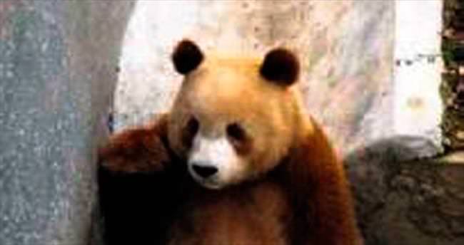 Çin’de nadir görülen kahverengi panda