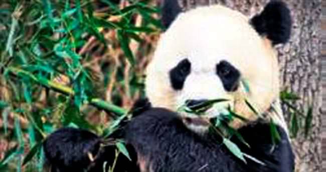 Susun! Hamile panda rahatsız oluyor