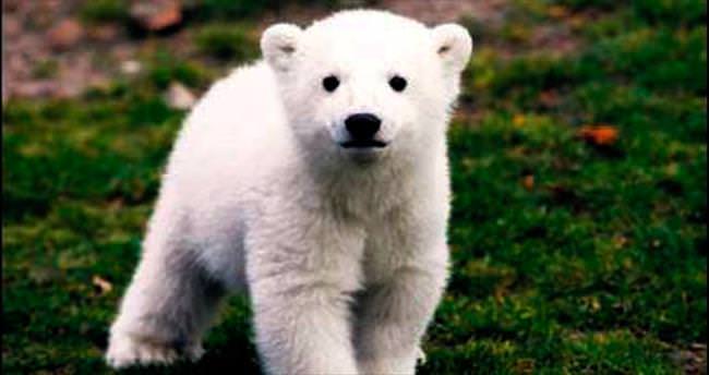 Kutup ayısı Knut’un ölüm nedeni belirlendi