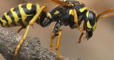 Kanserde yeni umut: eşek arısı zehri