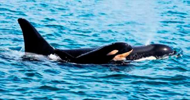 Katil balina beşinci yavrusunu doğurdu
