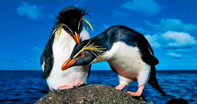 Tek eşli ve en sadık erkek penguenler