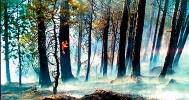 Sarıkamış’ta 4 hektar orman yandı