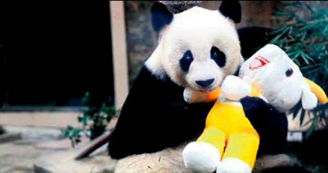 30 yaşında 130 panda babası!
