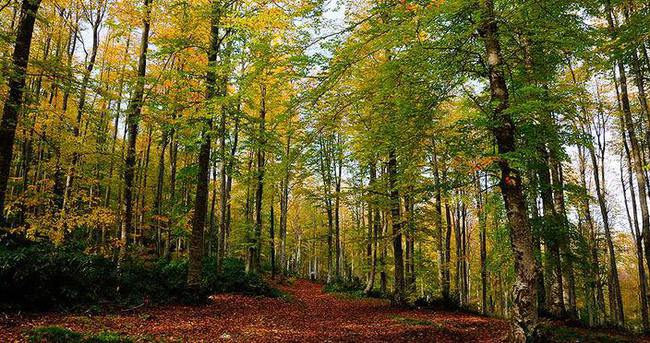 ’Türkiye’nin iğne ve geniş yapraklı ağaç kaybı yüzde 18’e geriledi’