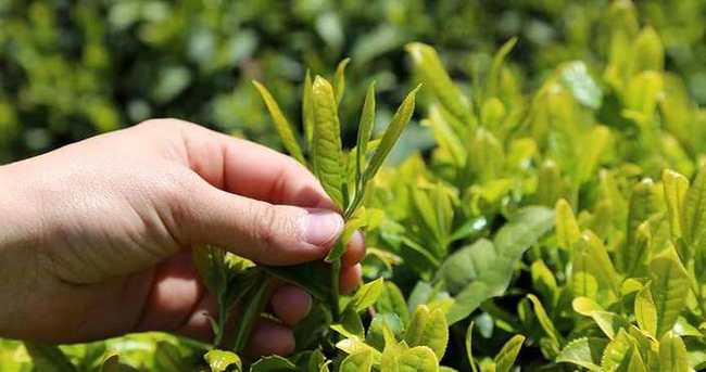 Kilogramı 4 bin lira olan beyaz çayın üretimi yüzde 40 düştü