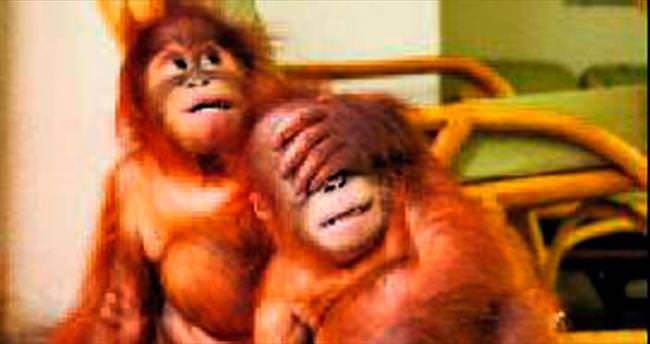 Sevimli orangutanlar doğal yaşama döndü