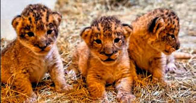 2003’ten bu yana doğan ilk aslanlar