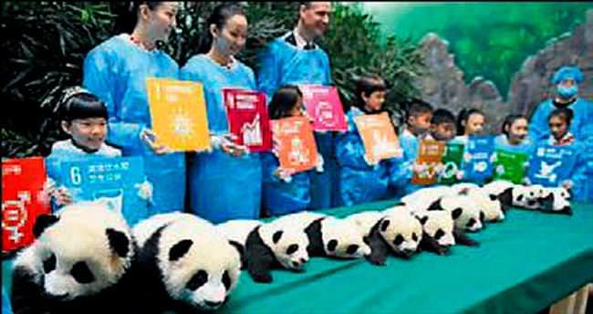 İkiz pandalar ilk kez görüntülendi