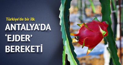 Antalya Gazipaşa’da ilk kez ejder meyvesi yetiştirildi