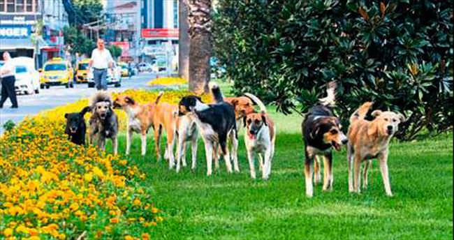 İzmir’deki sokak köpeği sayısı 300 bin