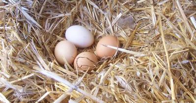 Gerçek köy yumurtası nasıl anlaşılır?