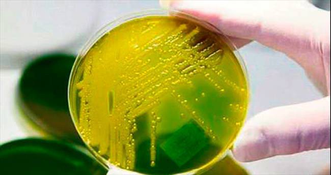 Antibiyotiğe dirençli süper bakteri geni