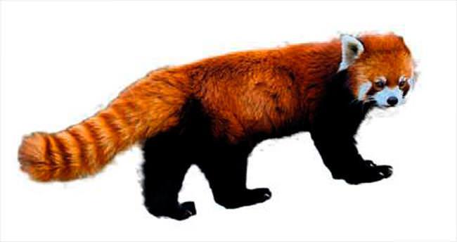 Kızıl panda 3 gündür kayıp