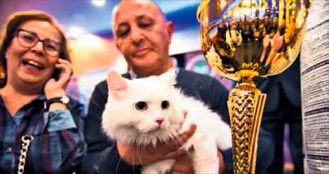 En güzel Ankara kedisi seçildi