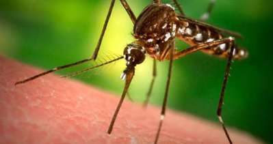 Chikungunya hastalığı nedir, belirtileri nelerdir?