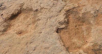 Tunus’ta dinozorların ayak izleri bulundu
