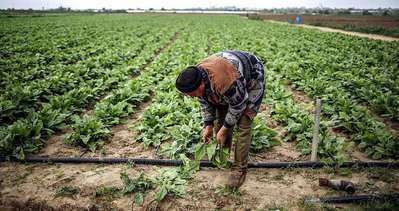 İsrail, Gazze’de tarım ürünlerine zarar verdi