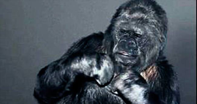 Goril Koko’dan yeni yıl mesajı...