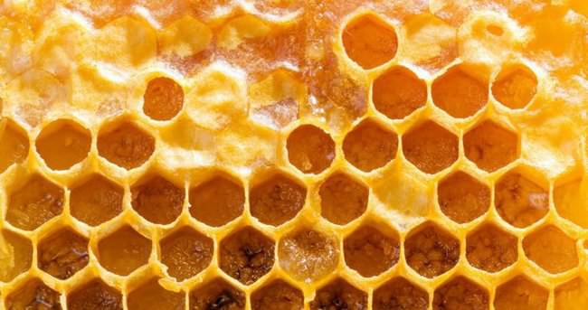 Arıların doğal antibiyotiği: Propolis
