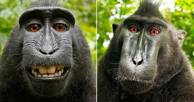 Mahkeme selfie çeken maymunla ilgili kararını verdi