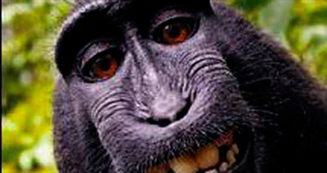 Maymuna telif talebine ret